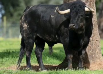 Tarazona de la Mancha celebrará dos desafíos ganaderos este fin de semana Tarazona de la Mancha celebrará dos desafíos ganaderos este fin de semana