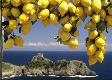 Los limones que cambiaron el mundo Los limones que cambiaron el mundo