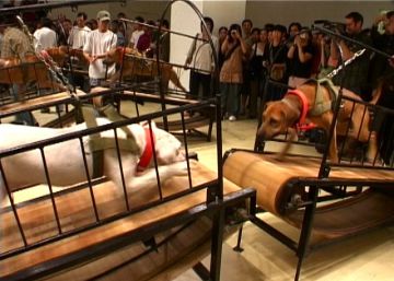 El Guggenheim de Nueva York se autocensura por amenazas animalistas