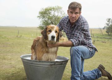 Mi vida como un director de perros