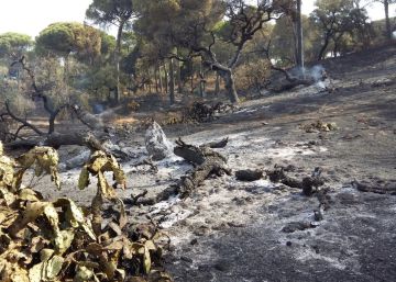 El fuego arrasa la finca donde está enterrado ‘Platero’ El fuego arrasa la finca donde está enterrado ‘Platero’