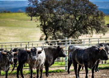 Los toros de Victorino Martín, el gran reclamo de la feria de la Magdalena