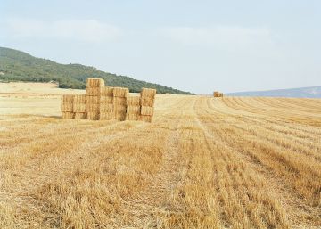 Campos de Bleda y Rosa