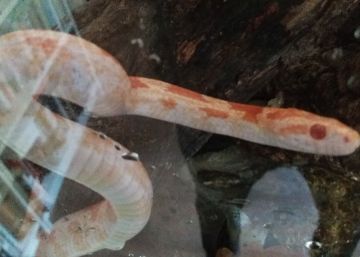 ¡Mordido por una serpiente!