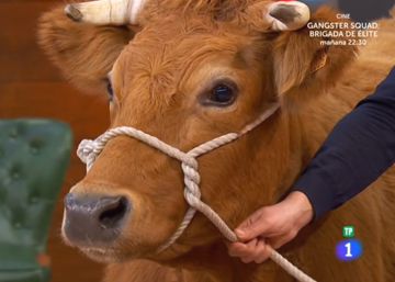 La vaca ‘Patricia’ que no era una rubia gallega y que conmovió a los animalistas
