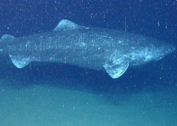 La pesca del tiburón borracho, y todo lo demás