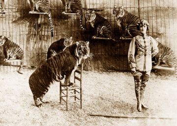 La domadora y el sexo del tigre