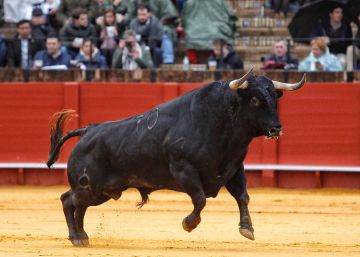 Los toros de La Palmosilla debutarán en la feria de San Fermín