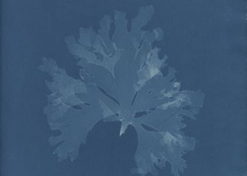 Anna Atkins: la primera fotógrafa