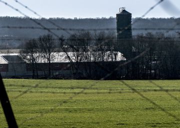 Cerdos en el campo de los presos