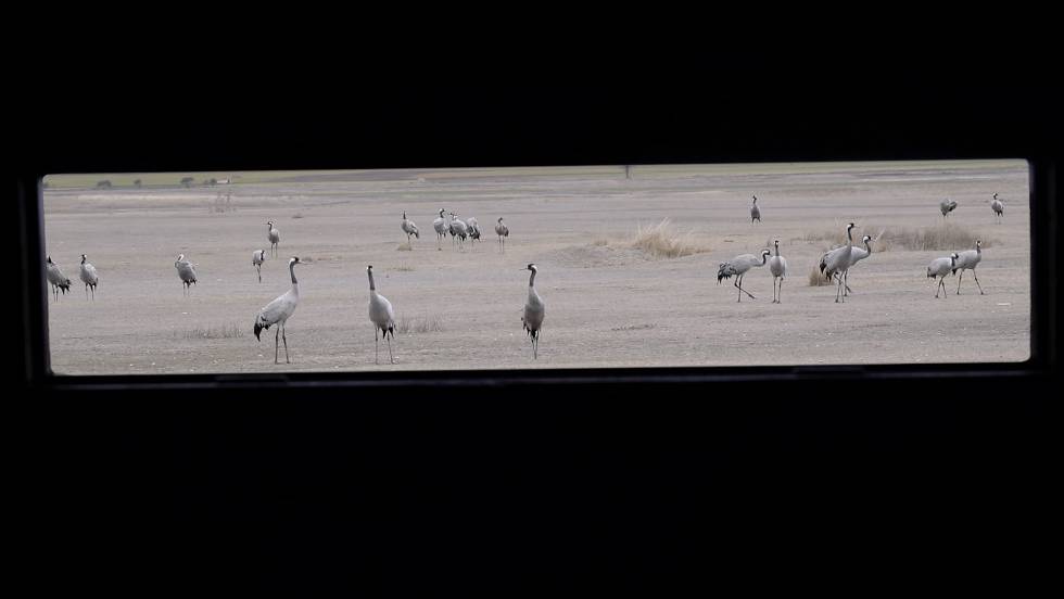 Grullas vistas desde un 'hide', en una imagen del documental.