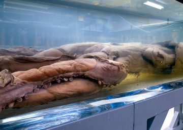 El rapto del calamar gigante por los secuaces de un culto lovecraftiano
