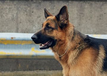 Cuando el perro es la estrella de la serie
