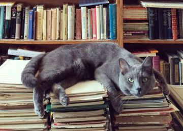 Goliat en la librería