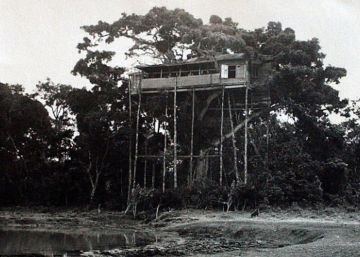 El rastro del leopardo lleva a Treetops