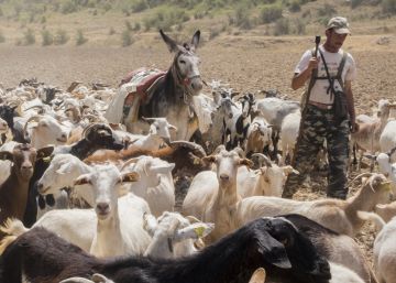 El pastor y los 550 domingueros