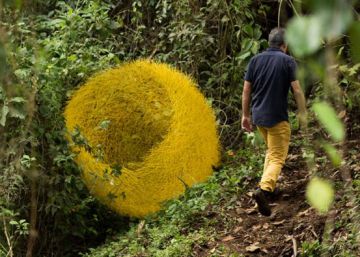 La naturaleza enmarañada de Ricardo Cárdenas