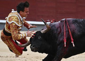 Gonzalo Caballero, oreja y cornada muy grave en Las Ventas