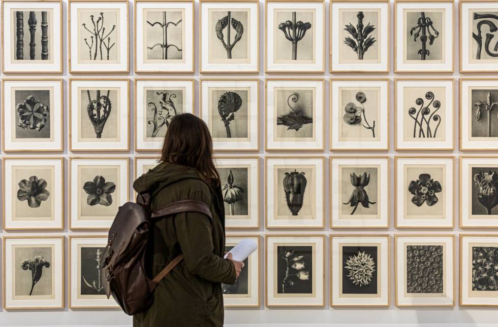Obras de la sección fotográfica de 'Botánicas', en Bombas Gens.