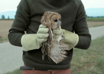 Un hospital para pájaros que cura a personas