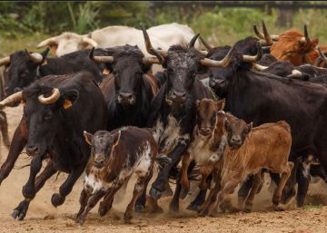 Álvaro Domecq vende Los Alburejos, ¿un drama para la fiesta de los toros?