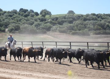 #YoMeQuedoEnCasaToros, el virus cornea sin piedad la tauromaquia