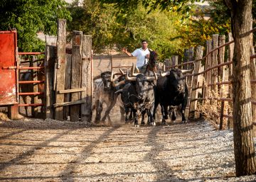 La tauromaquia, desnortada, ante el momento más crítico de su historia
