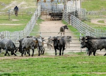 El virus arruina al ganadero y condena al toro: el matadero, último destino
