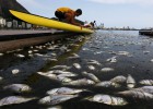 Retiradas 32 toneladas de peixes mortos de uma das sedes do Rio
