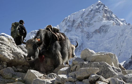 Nadie escalará el Everest en 2015