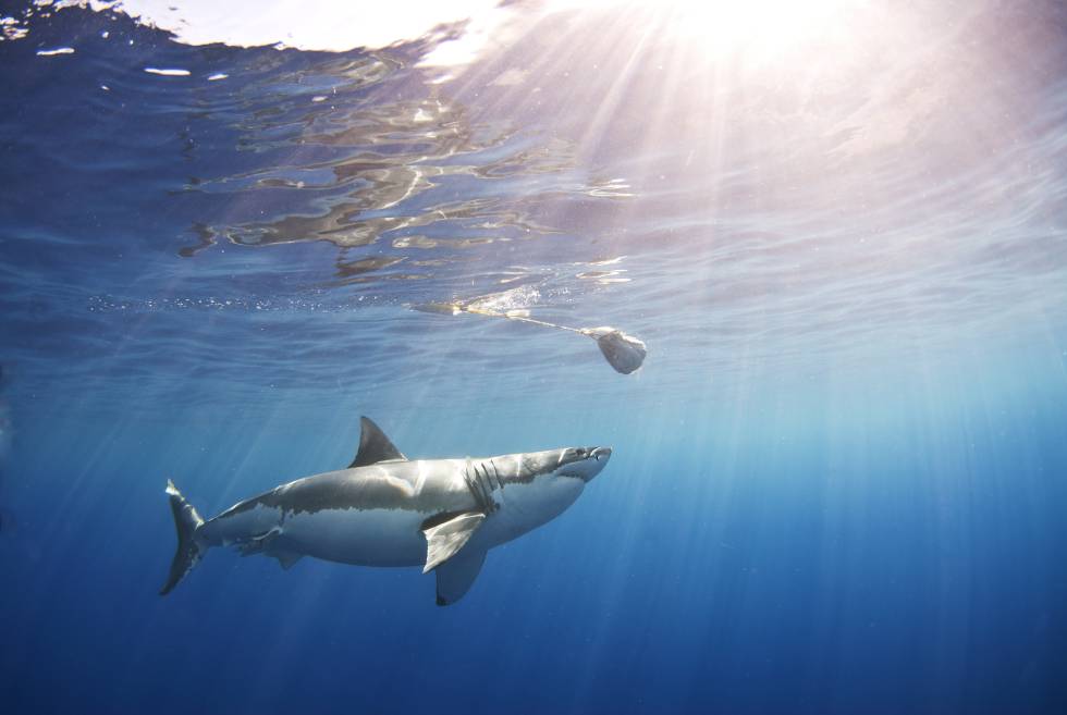 Tiburón blanco en aguas de Guadalupe