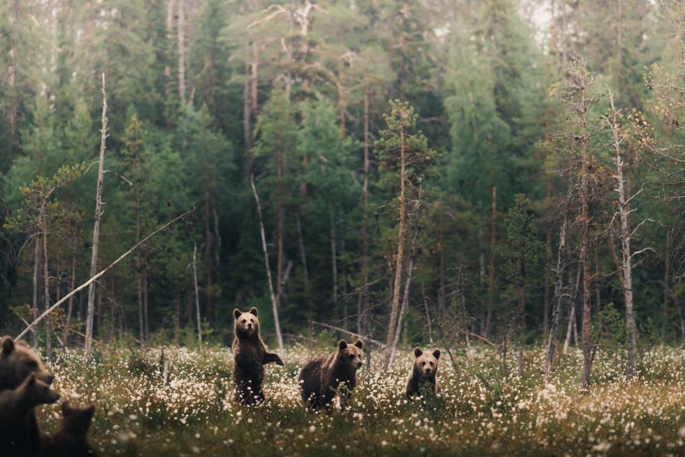 Osos pardos con oseznos en la Taiga finlandesa