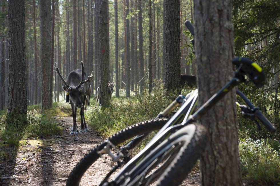 Renos en el sendero Kylmäluoma. Parque Nacional de Hossa, Finlandia