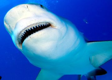 Surf y tiburones