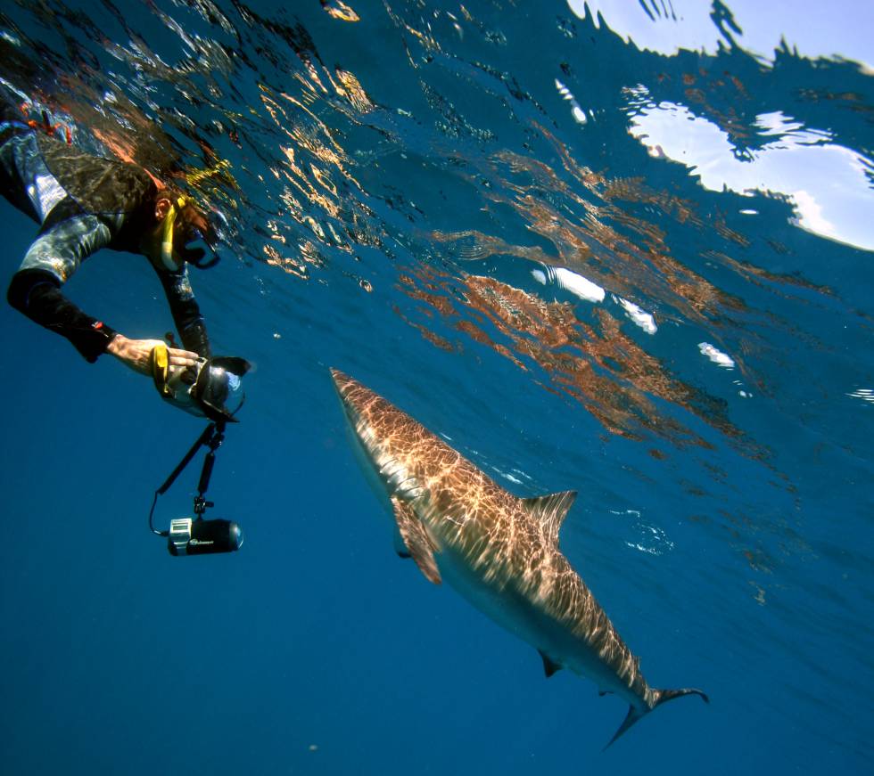 El Fotógrafo Sergio Hanquet en una sesión de snorkelling con tiburón de seda
