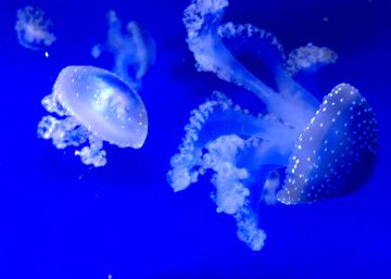 Animales marinos venenosos