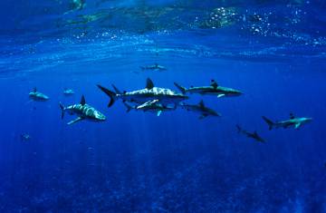 Tiburones de arrecife en Tiputa, Rangiroa.