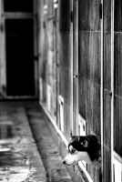 ¿Qué hacer con los perros abandonados? ¿Qué hacer con los perros abandonados?