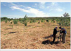 El corredor verde del Guadiamar se convierte en un modelo de restauración ambiental en Europa
