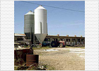 Agricultura prohíbe el tránsito de ganado porcino en Castellón e inmoviliza 10 nuevas granjas Agricultura prohíbe el tránsito de ganado porcino en Castellón e inmoviliza 10 nuevas granjas