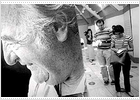 Una exposición repasa la biografía y el vigor de la poesía de Gabriel Celaya