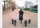 Círculos de adoquines en el viejo París Círculos de adoquines en el viejo París