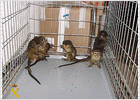 Monos en el escáner