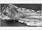 Carnívoros atrapados en un yacimiento único Carnívoros atrapados en un yacimiento único