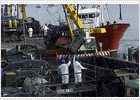 El fuel amenaza en Cantabria uno de los mayores viveros de peces El fuel amenaza en Cantabria uno de los mayores viveros de peces
