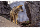 Visión del lobo al amanecer
