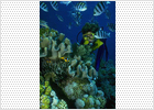 Relax entre los peces de colores