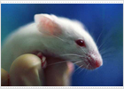 Ratones para descifrar genes humanos