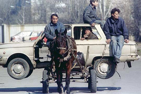 Coches cani