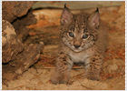 El lince necesita que Aguirre apueste por él El lince necesita que Aguirre apueste por él